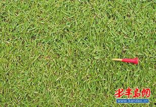 草国产,探寻自然与文化的交融之地